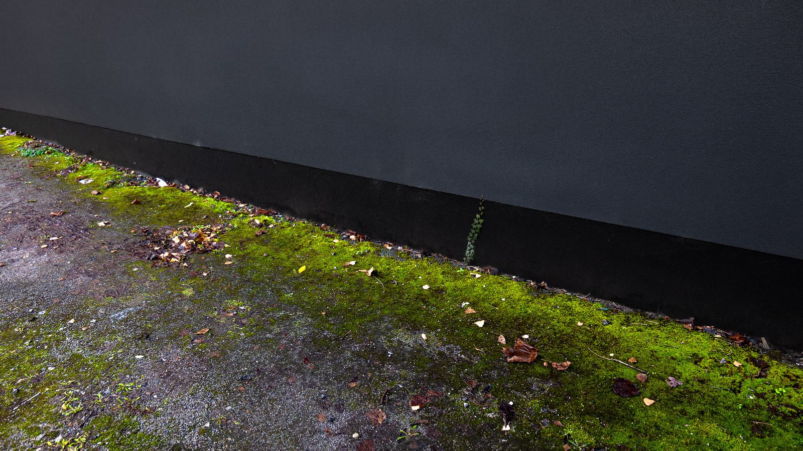 Moss and algae on the exterior wall of a UK property